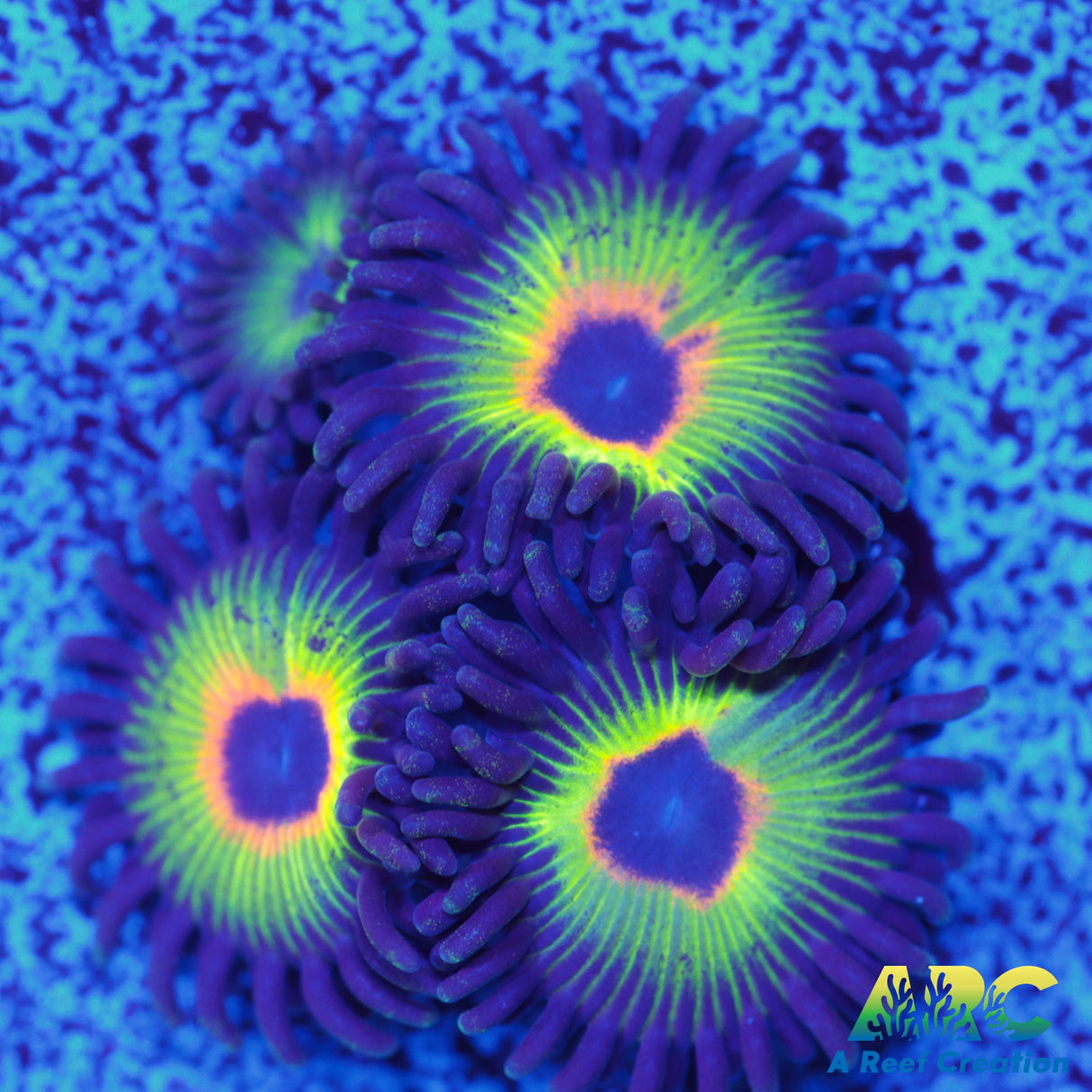 Bob Marley Zoa