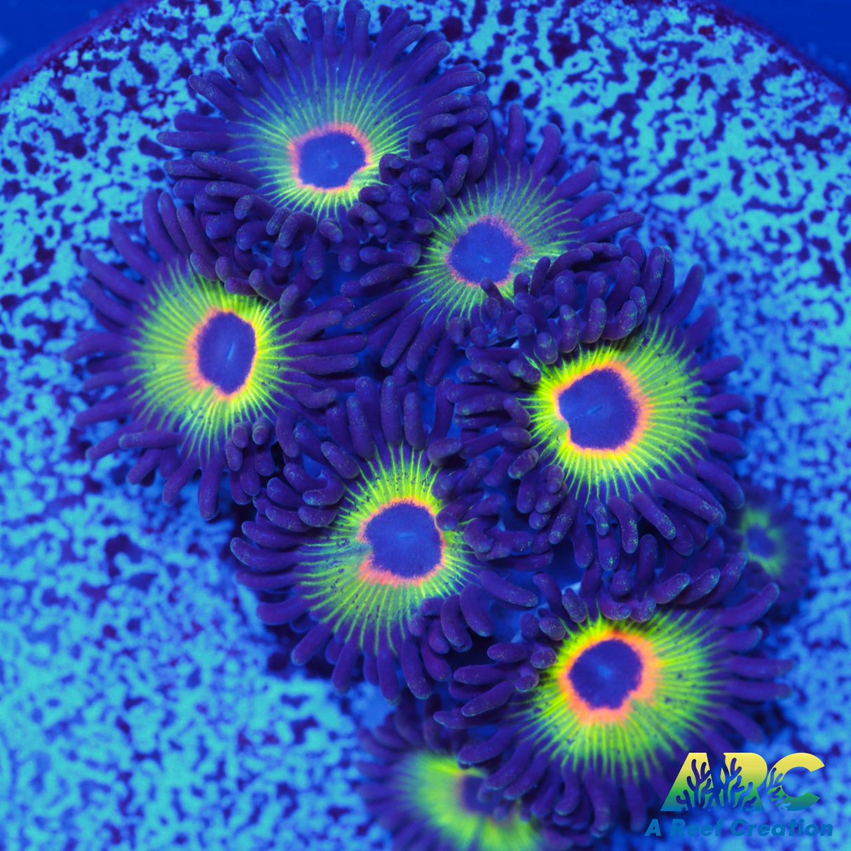 Bob Marley Zoa