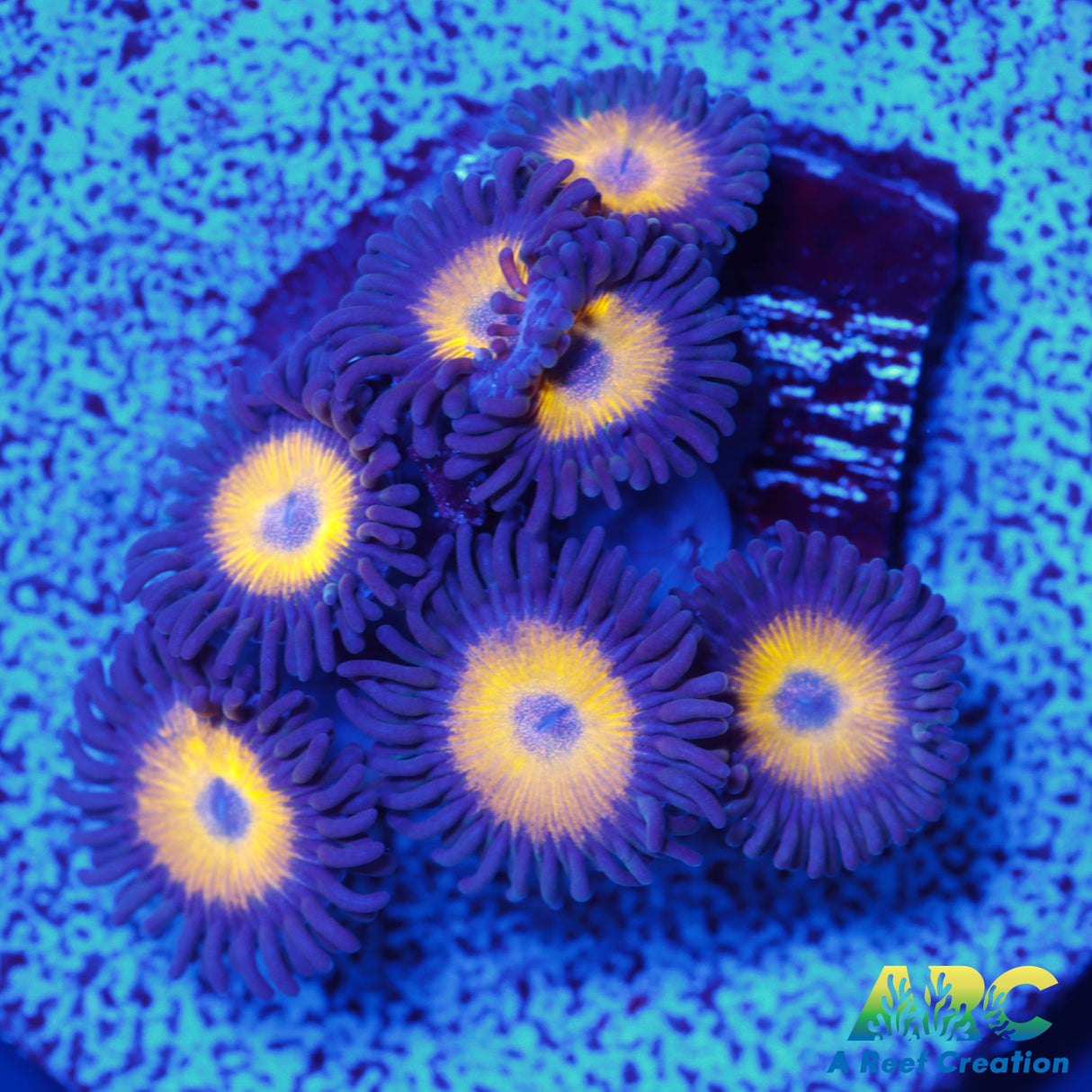 Vitamin B Zoa