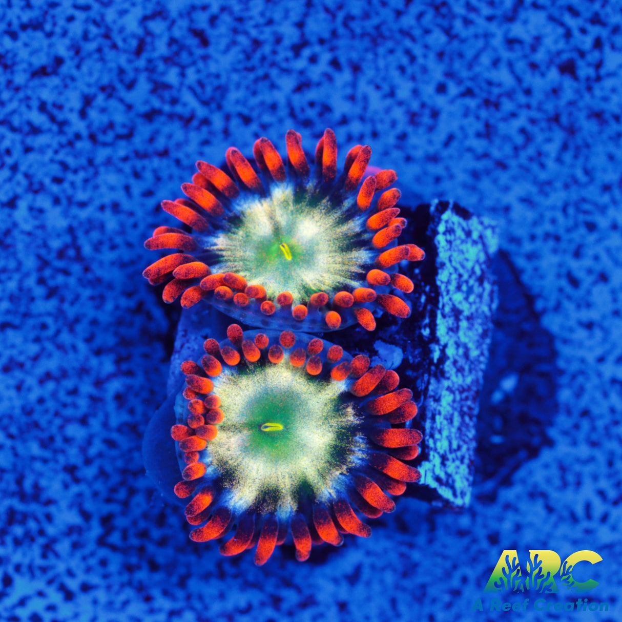 Ring Of Fire Zoa