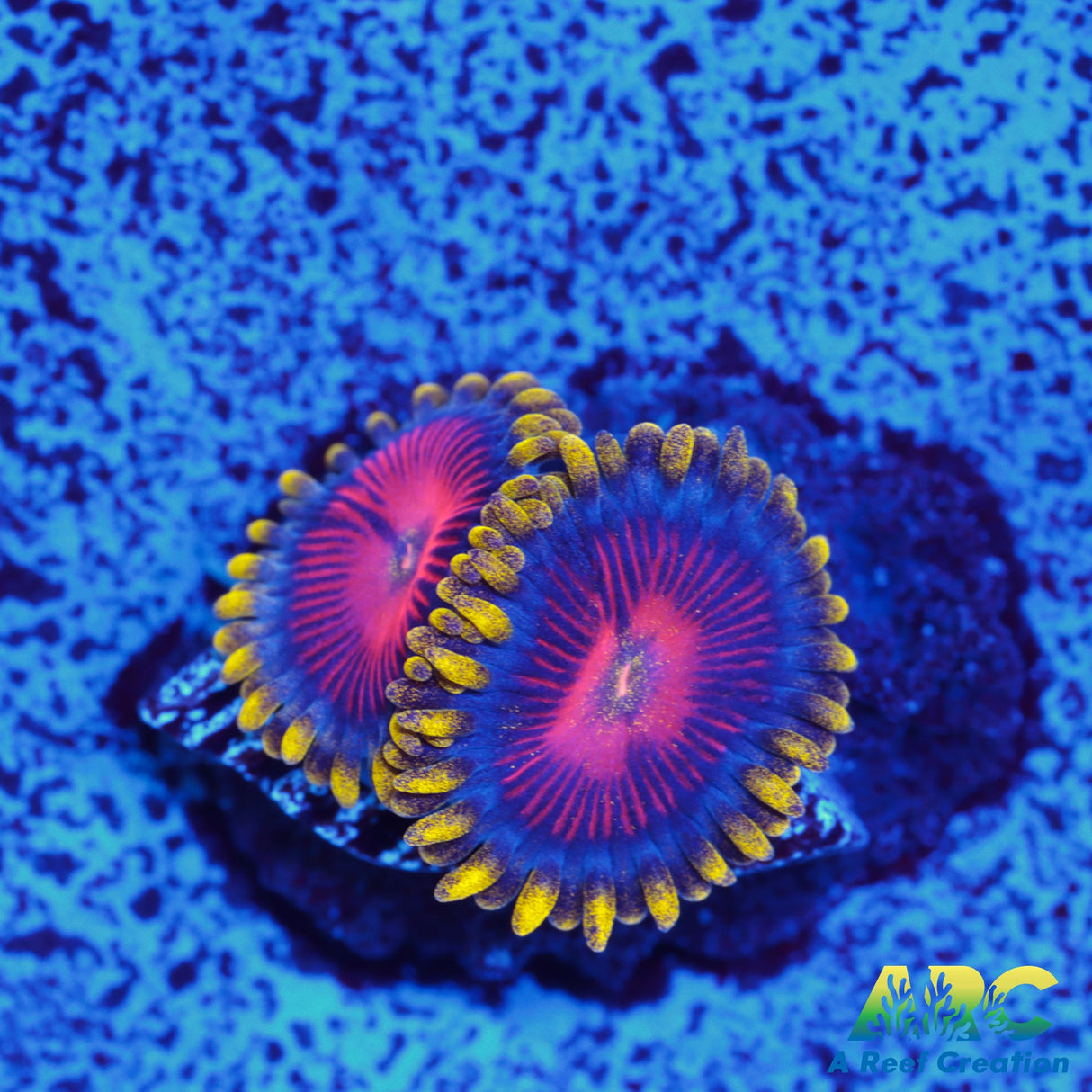 CC Spitfire Zoa