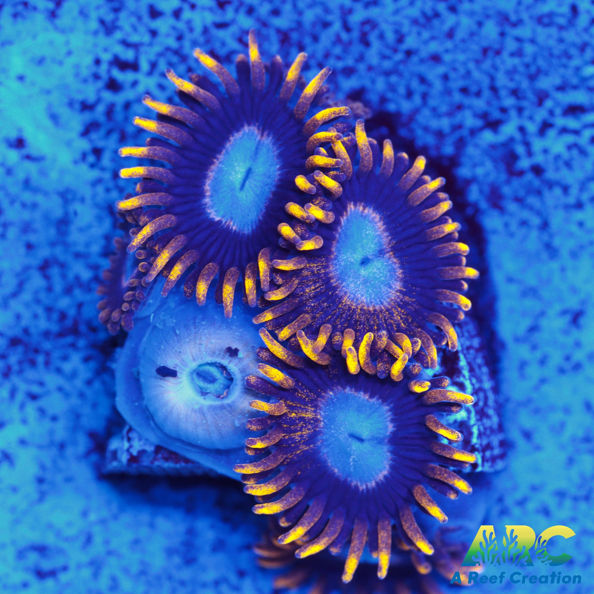 Frozen Hornet Zoa