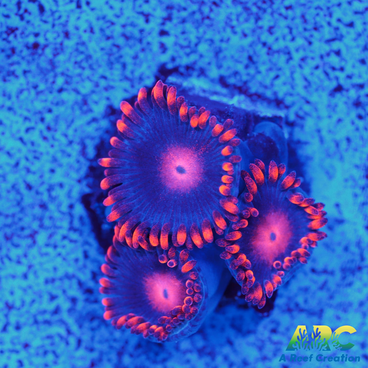 My Clementine Zoa