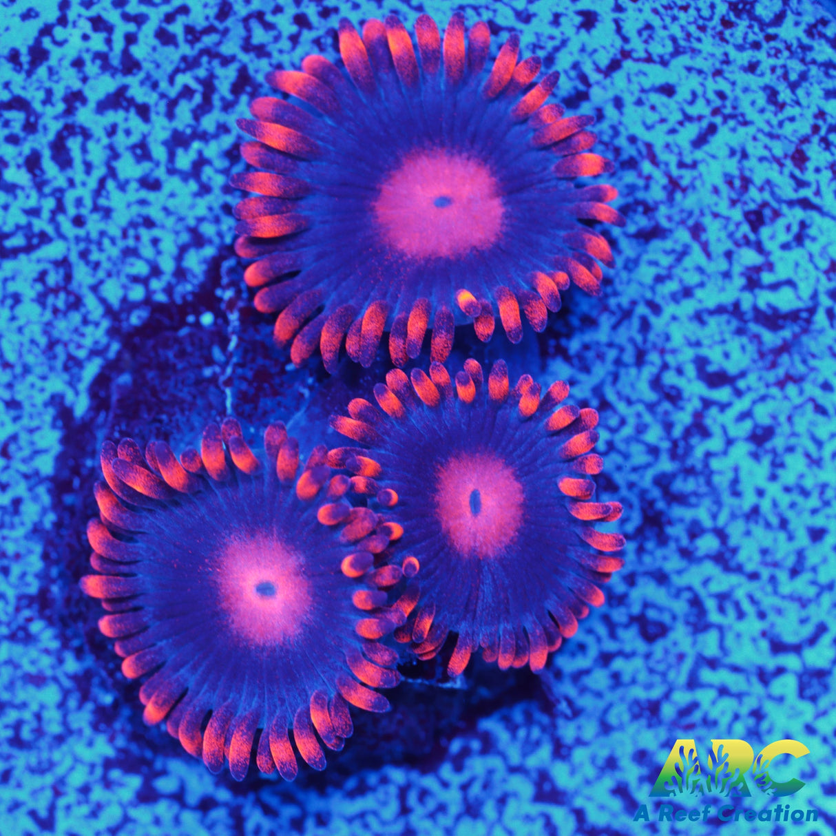 My Clementine Zoa
