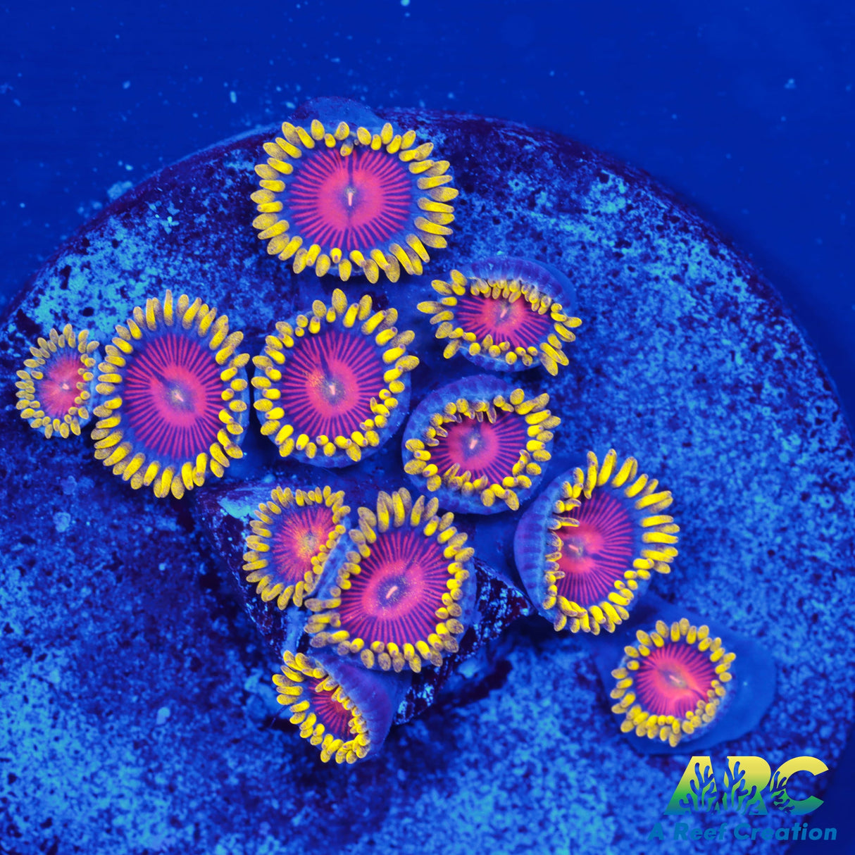 CC Spitfire Zoa