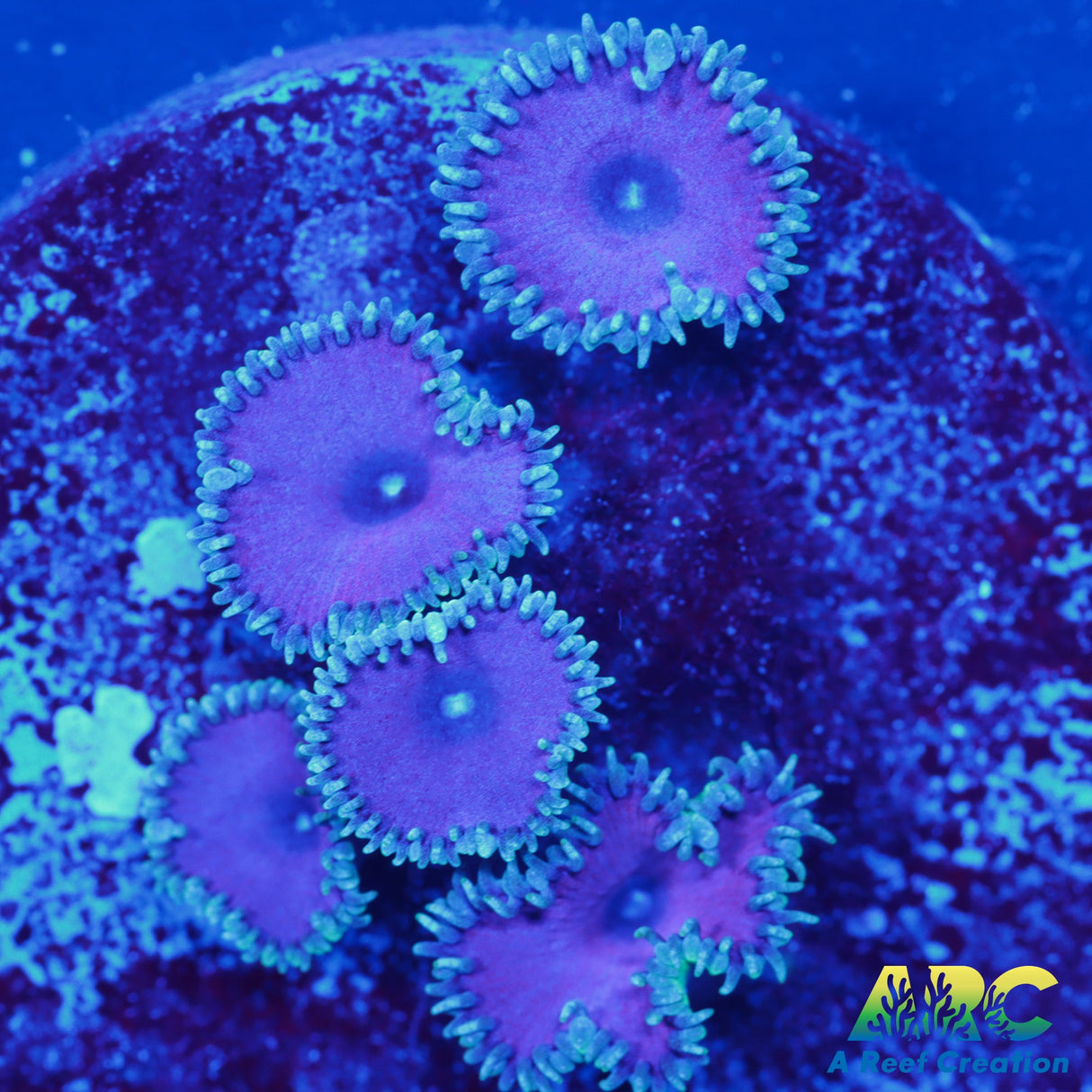 Purple Death Paly