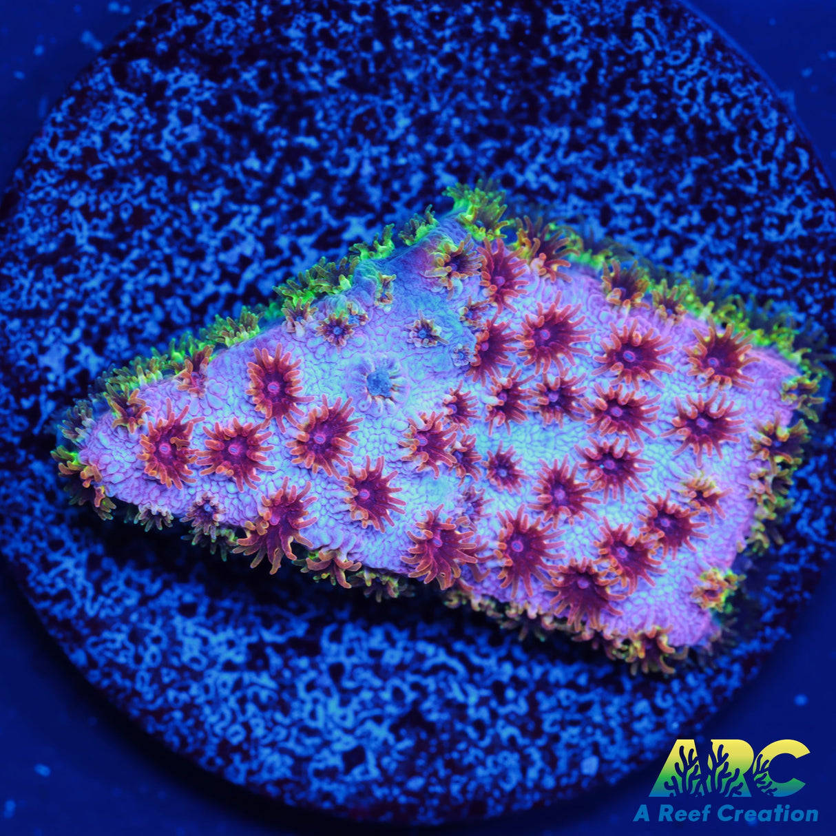 Skittles Bomb Cyphastrea