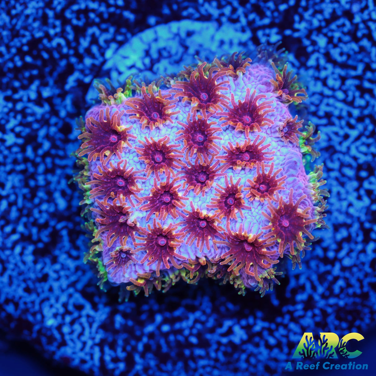 Skittles Bomb Cyphastrea