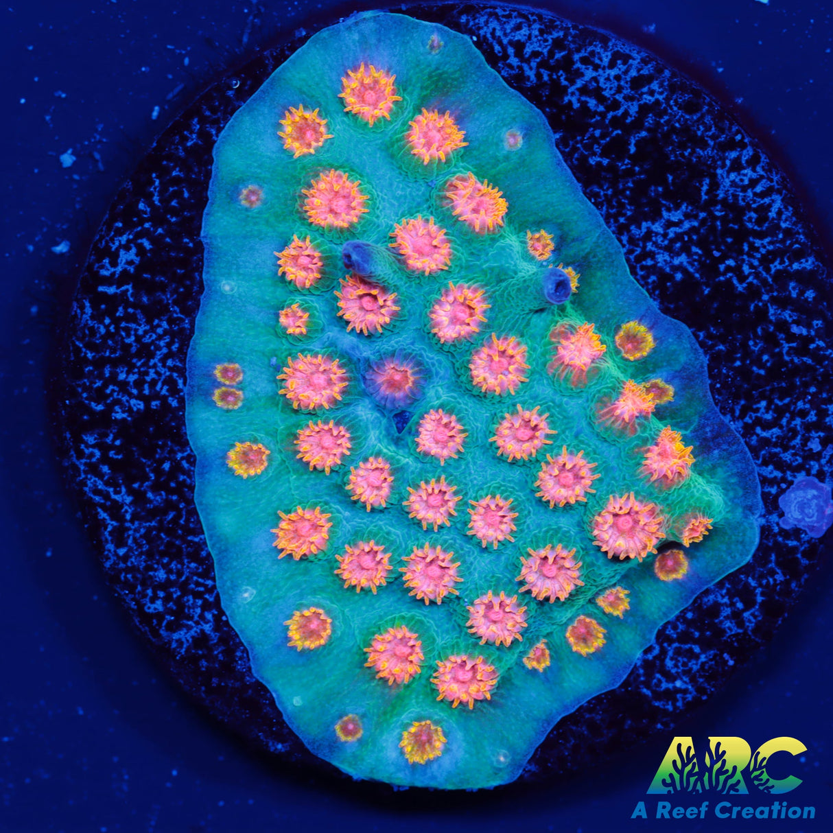 ARC Space Invader Cyphastrea