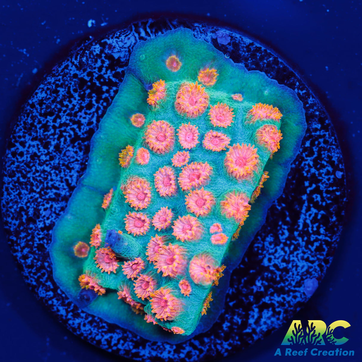 ARC Space Invader Cyphastrea