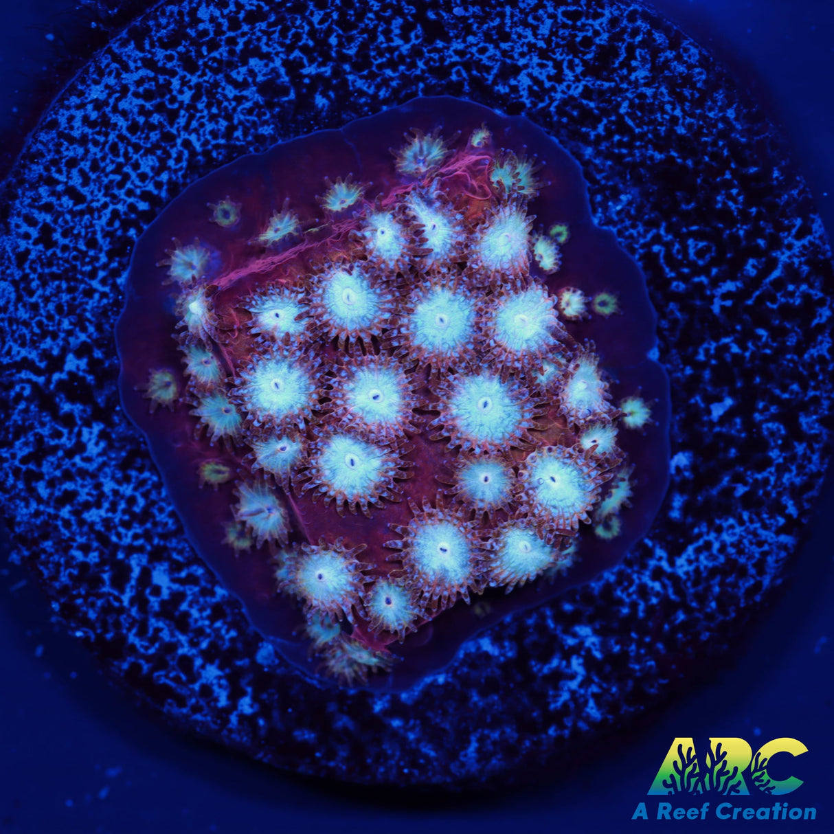 Peppermint Cyphastrea