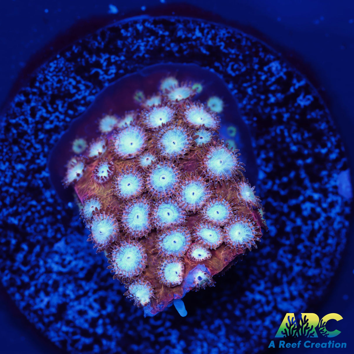 Peppermint Cyphastrea