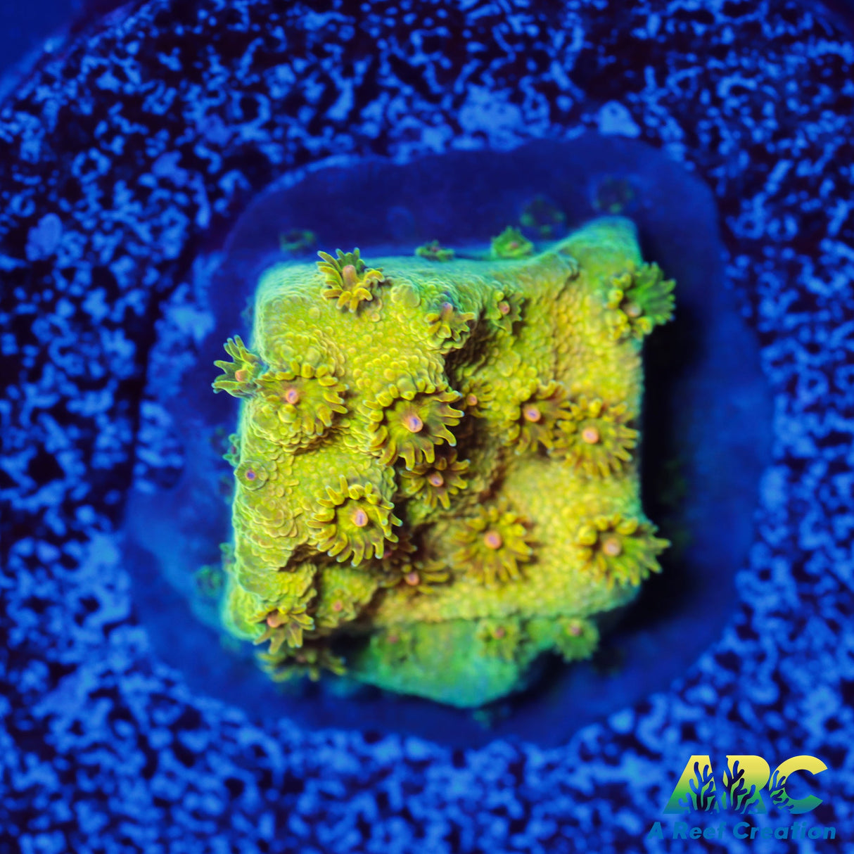 ARC Neon Cyphastrea
