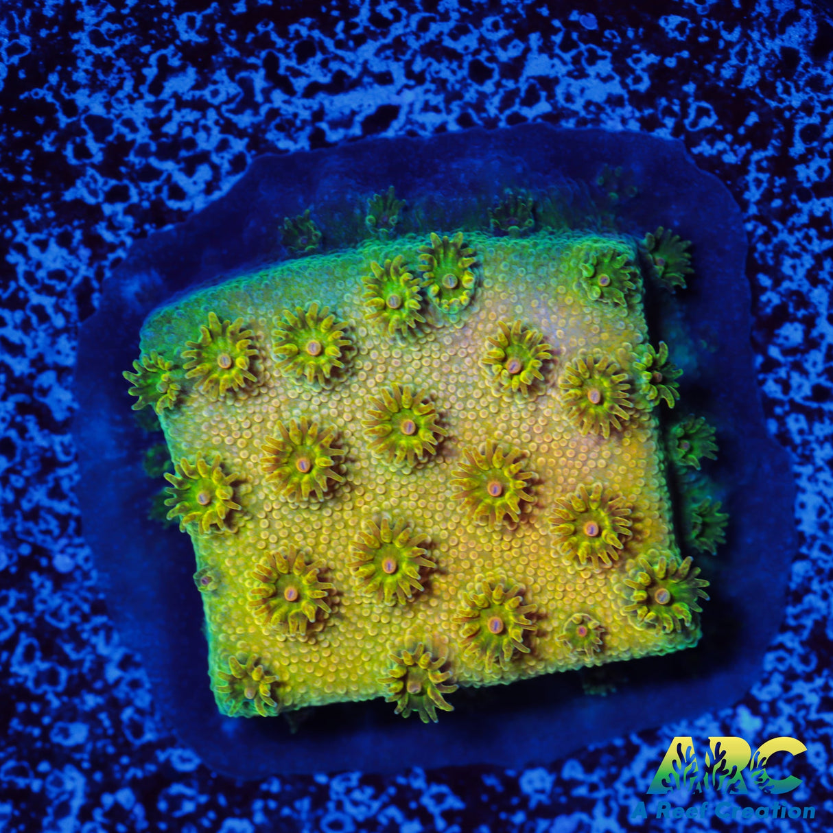 ARC Neon Cyphastrea