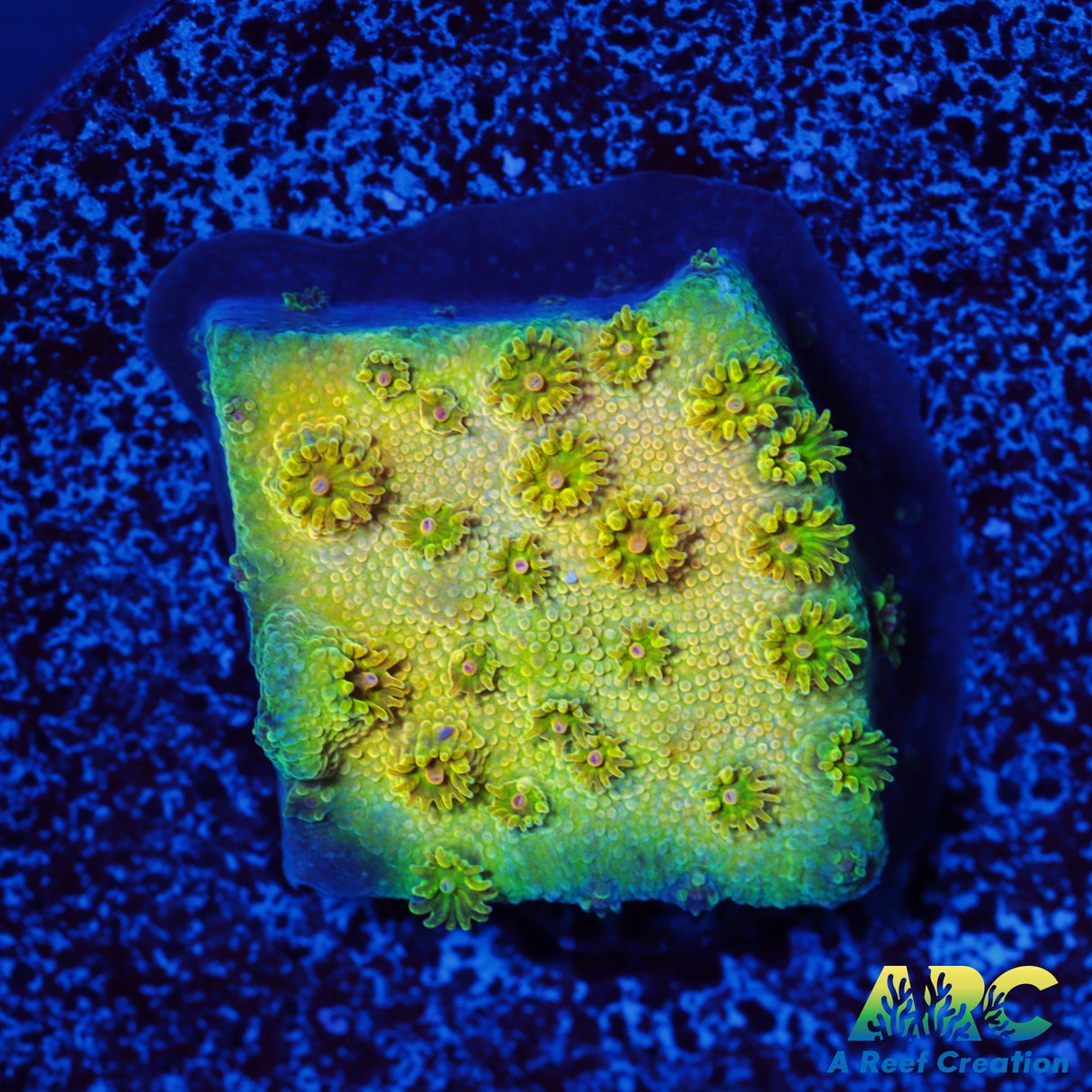 ARC Neon Cyphastrea
