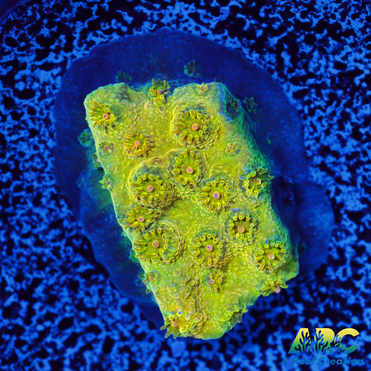 ARC Neon Cyphastrea