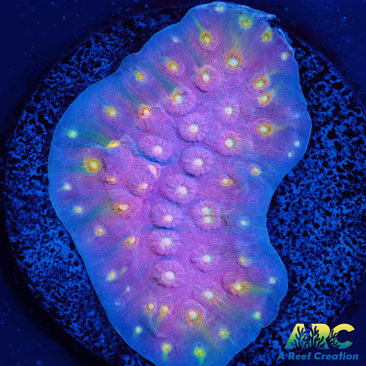 ARC Halley's Comet Scrolling Cyphastrea