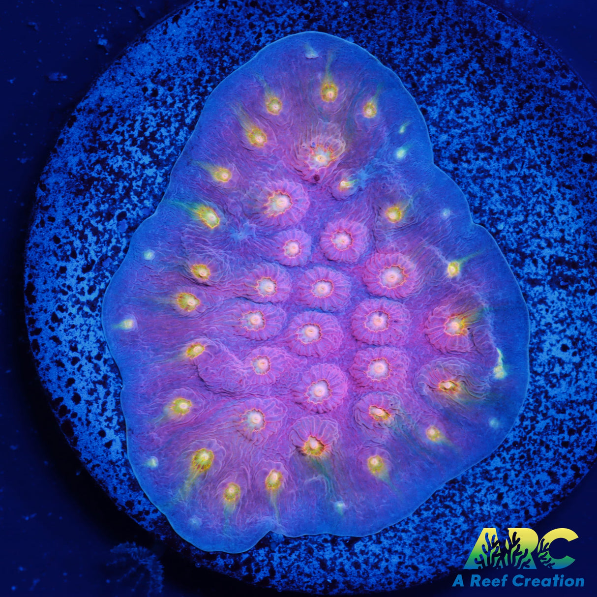 ARC Halley's Comet Scrolling Cyphastrea