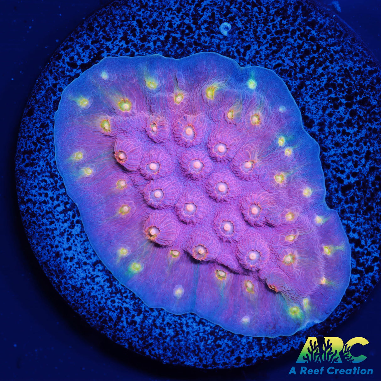 ARC Halley's Comet Scrolling Cyphastrea