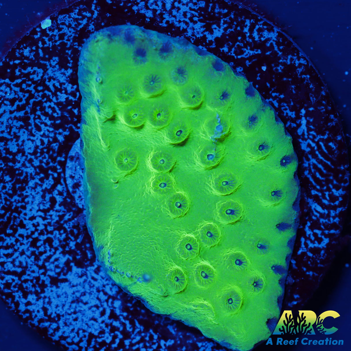 Green Turbinaria