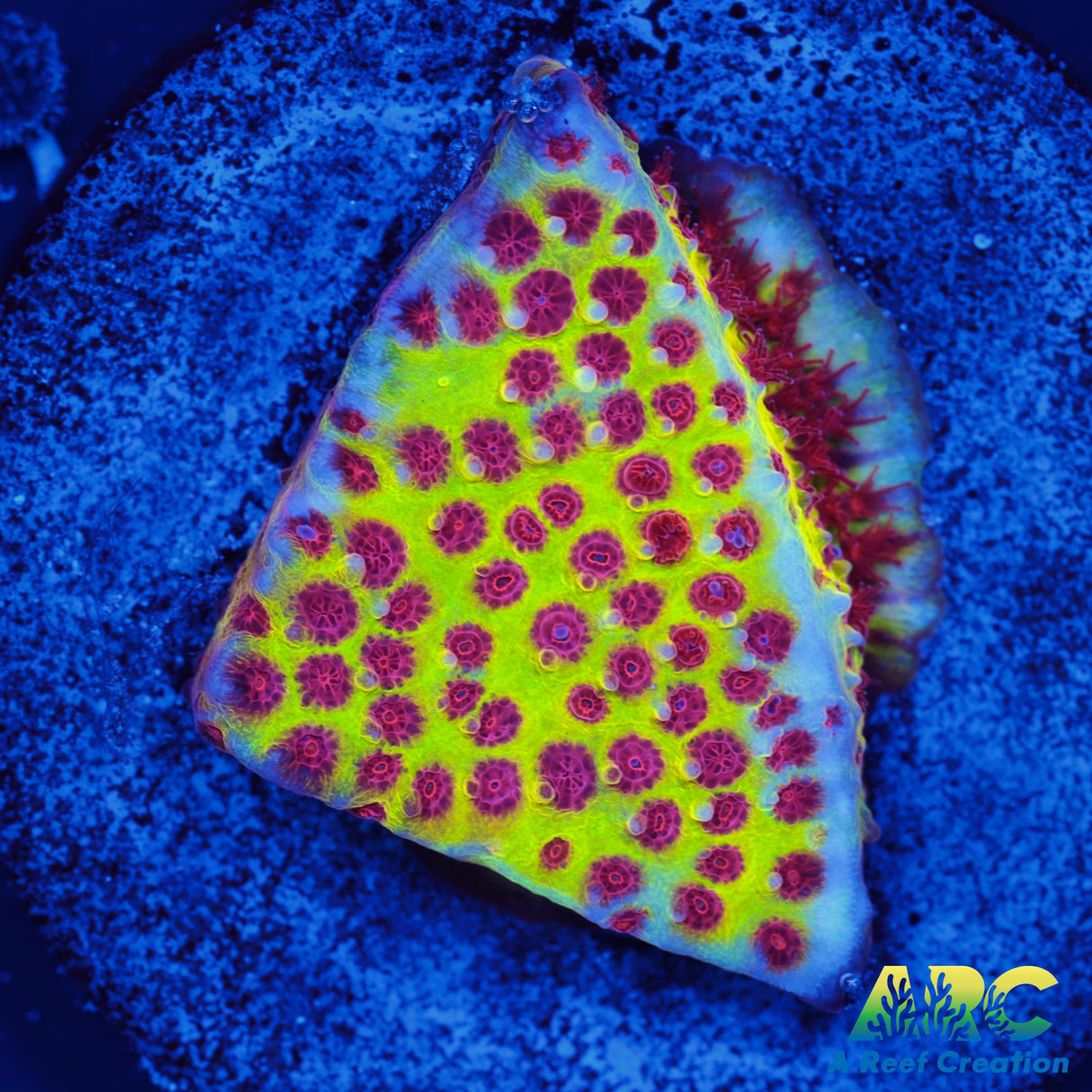 JF Burning Banana Stylo