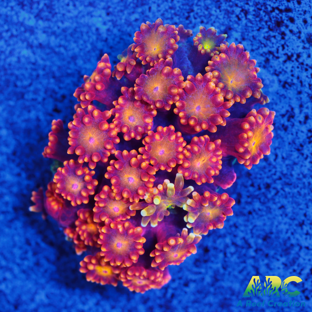 IA XXX Bernardpora – A Reef Creation