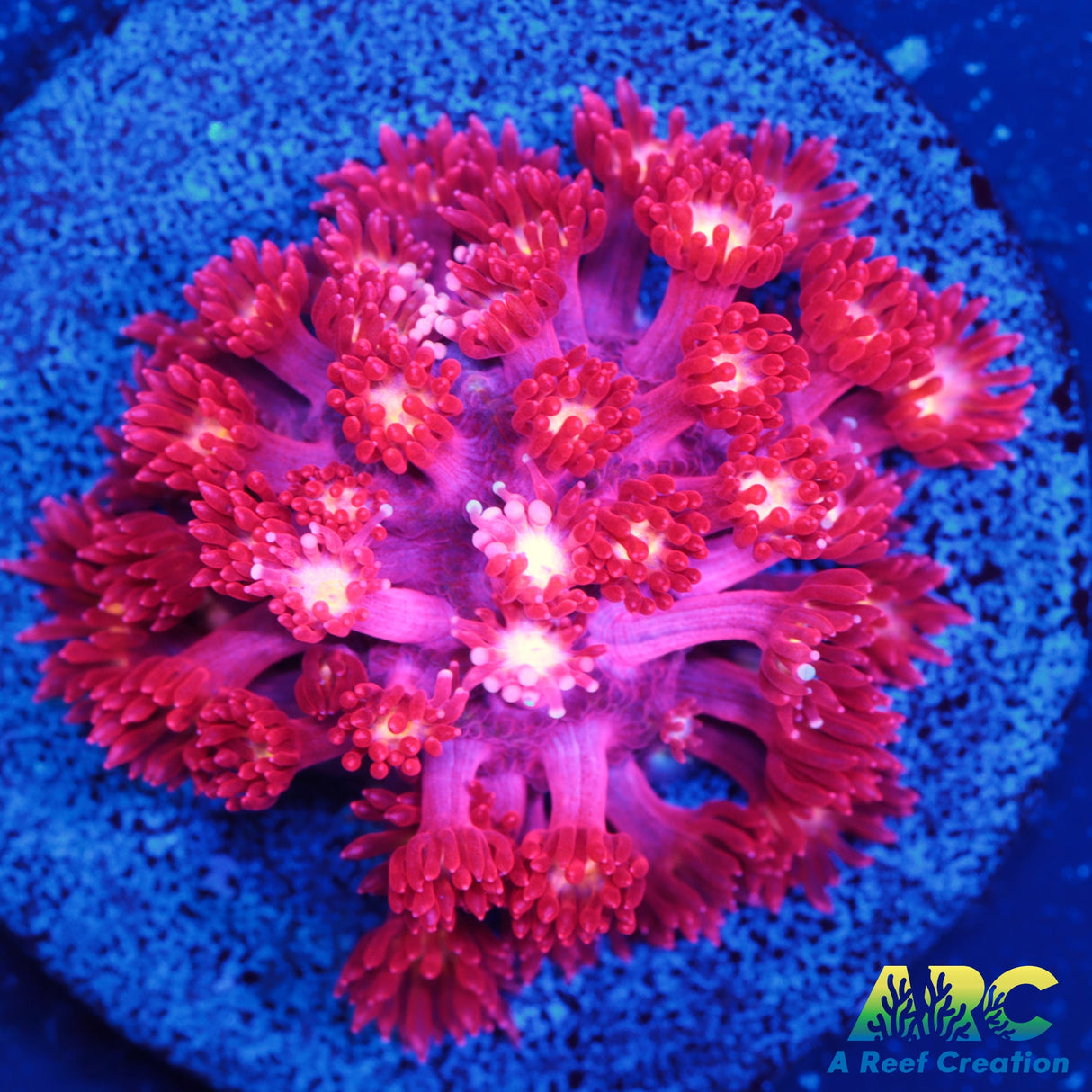 ARC Geranium Goni