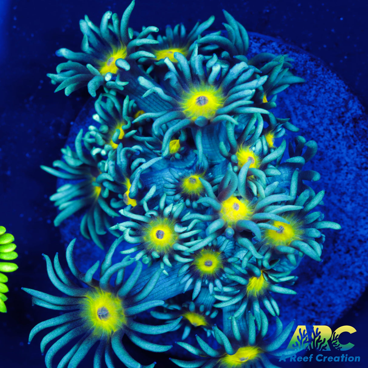 ARC Sunflower Goni