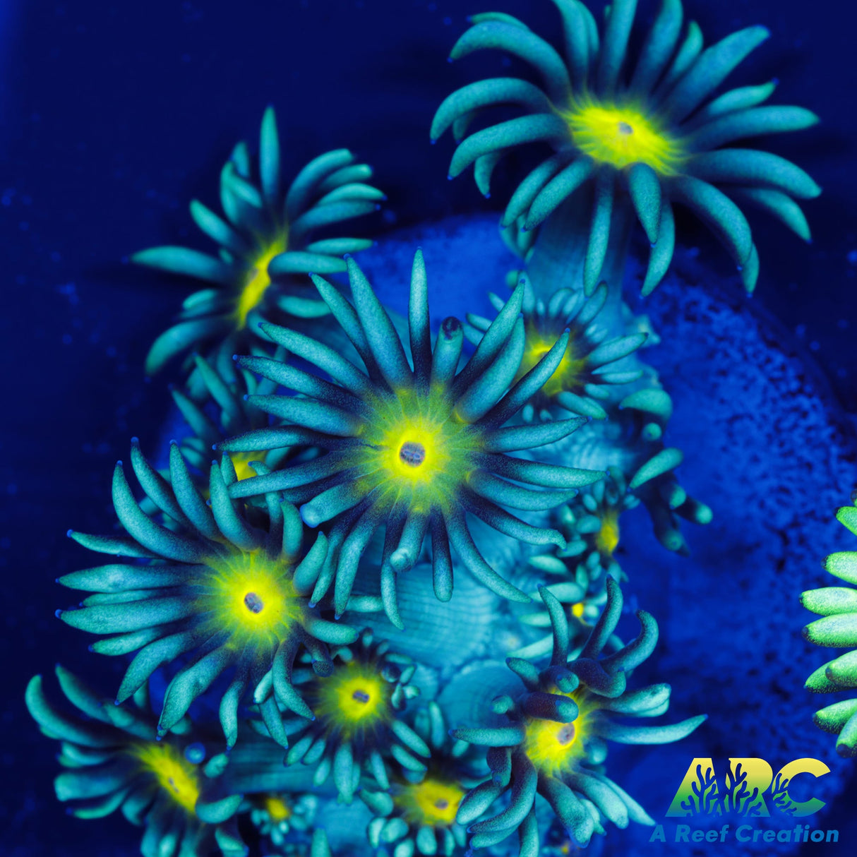 ARC Sunflower Goni