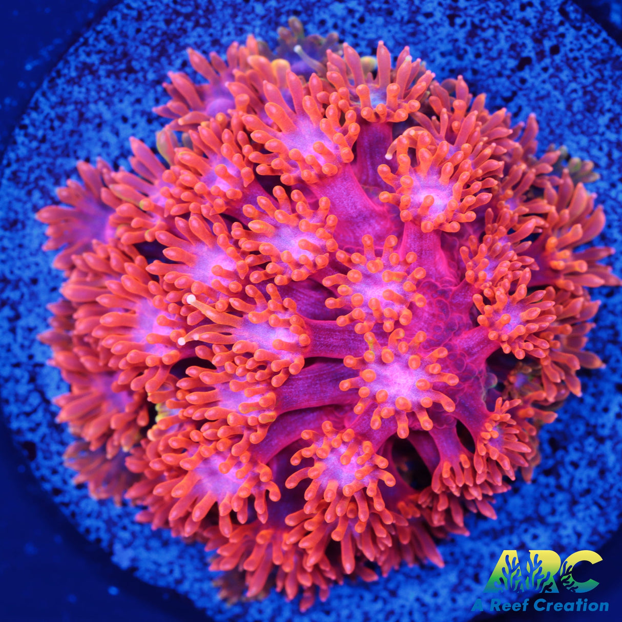 IA Firegarden Bernardpora