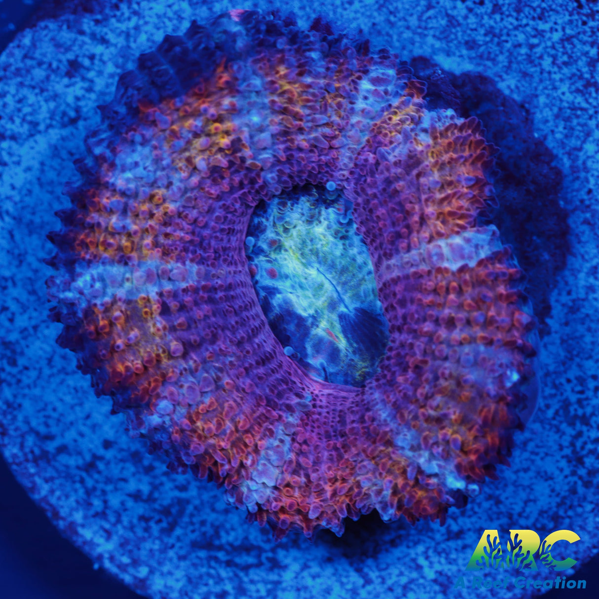 ARC Lavendar Acan