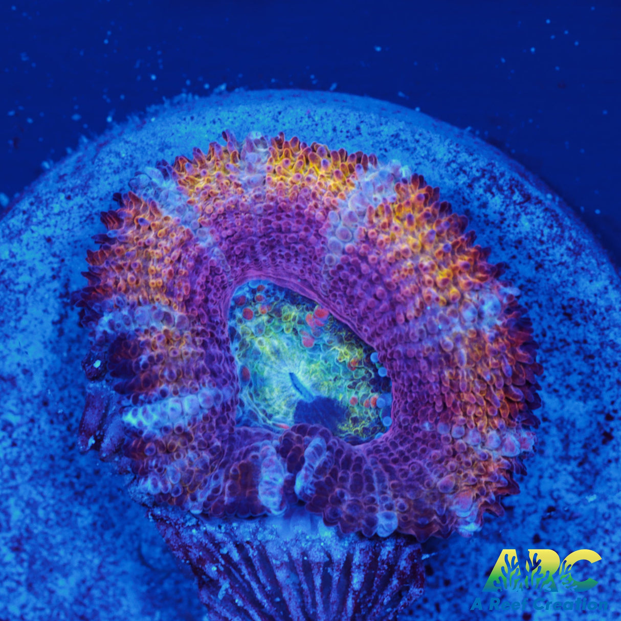 ARC Rainbow Wheels Acan