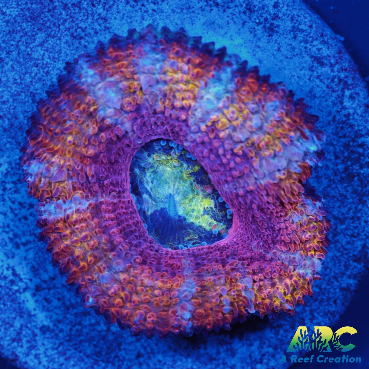 ARC Rainbow Wheels Acan