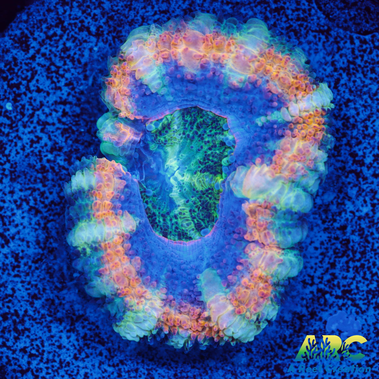ARC Lavender Acan