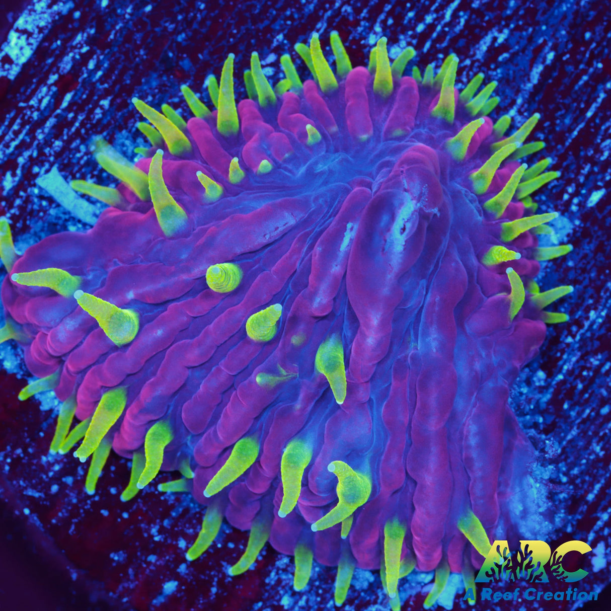 ARC Neon Tip Plate
