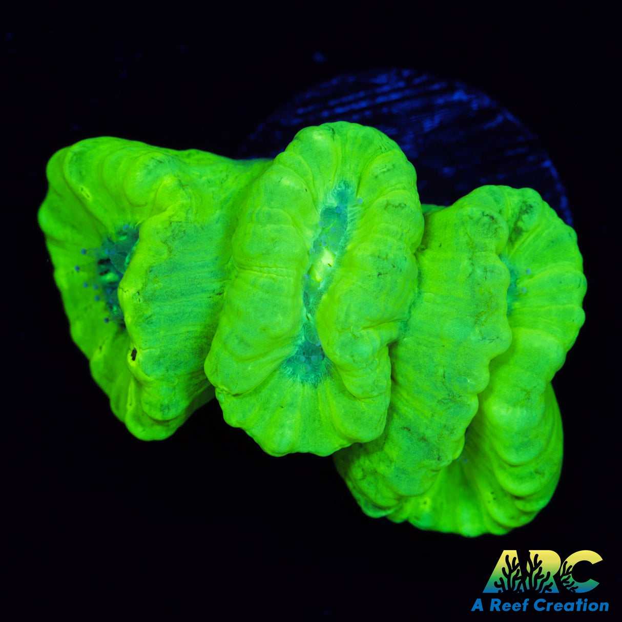 Kryptonite Candy