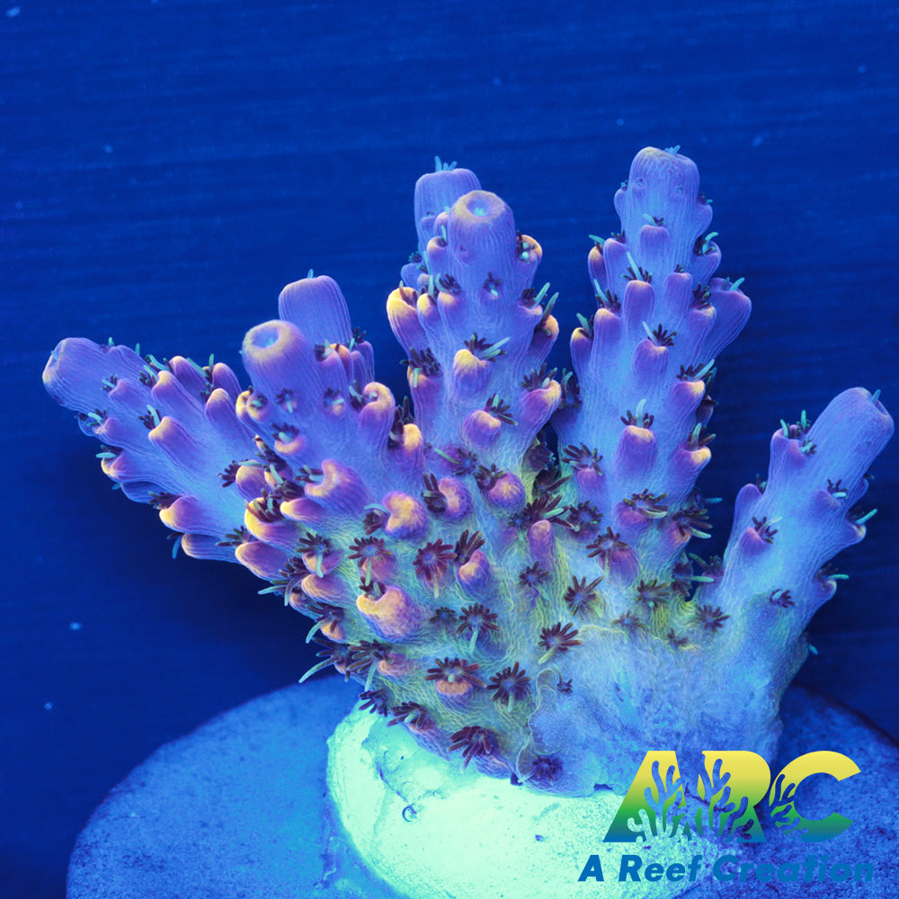 WWC Red Polyp Clathrata