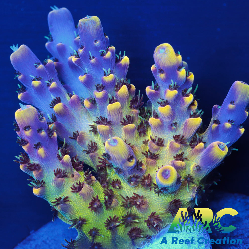 WWC Red Polyp Clathrata