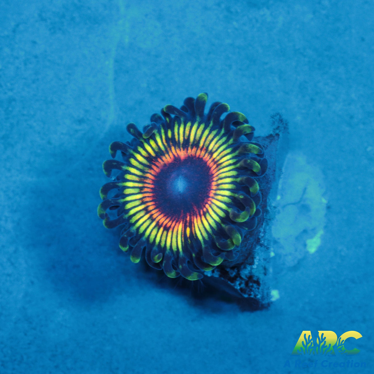 GB Rainbow Eclipse Zoa