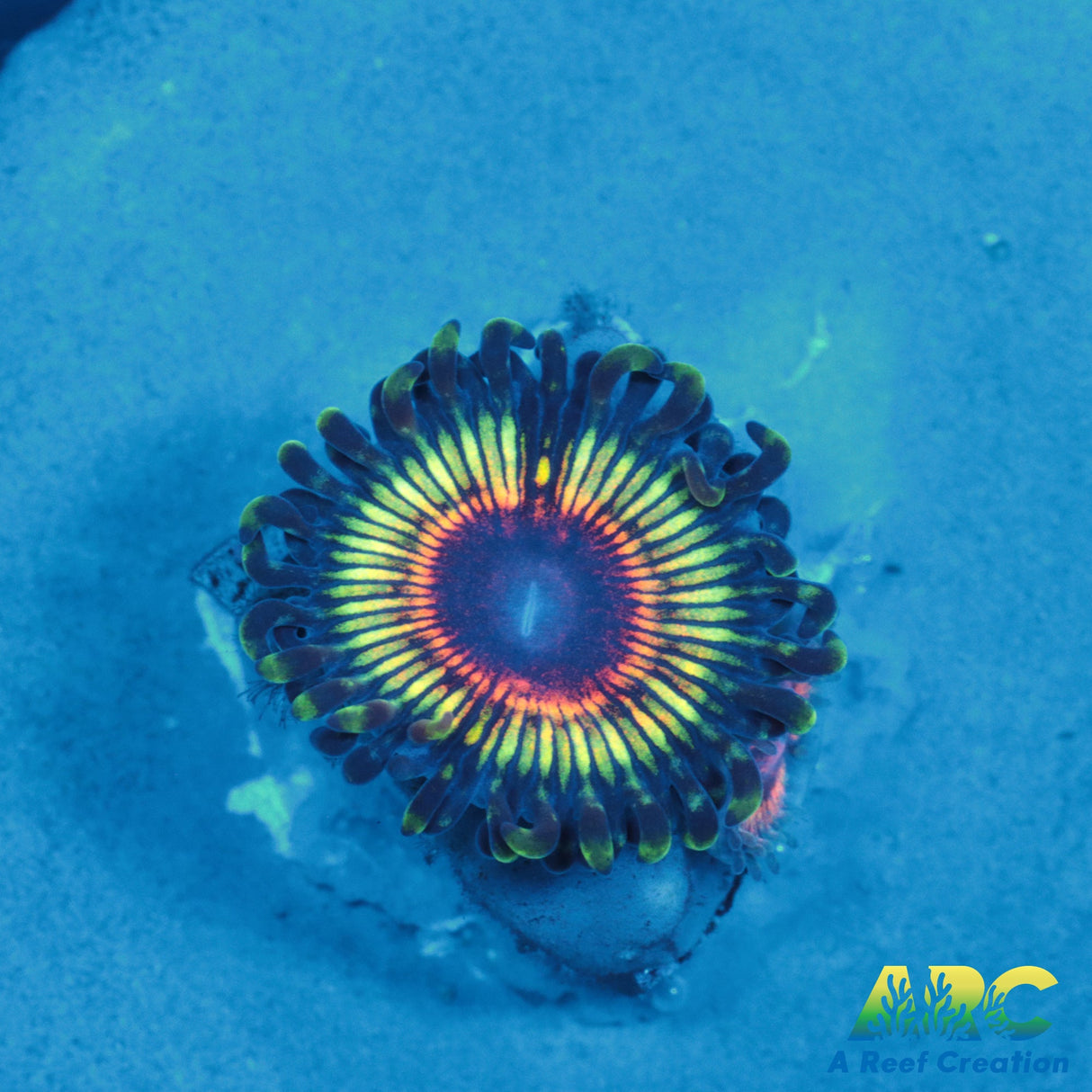 GB Rainbow Eclipse Zoa