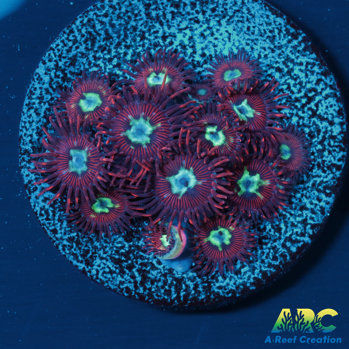 Lazy's Chrysanthemum Zoas