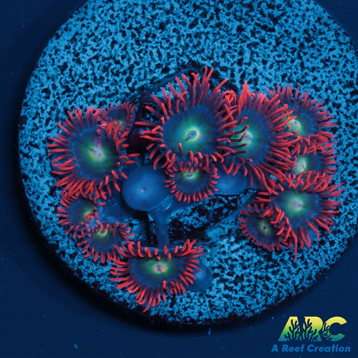 Punk Rocker Zoas