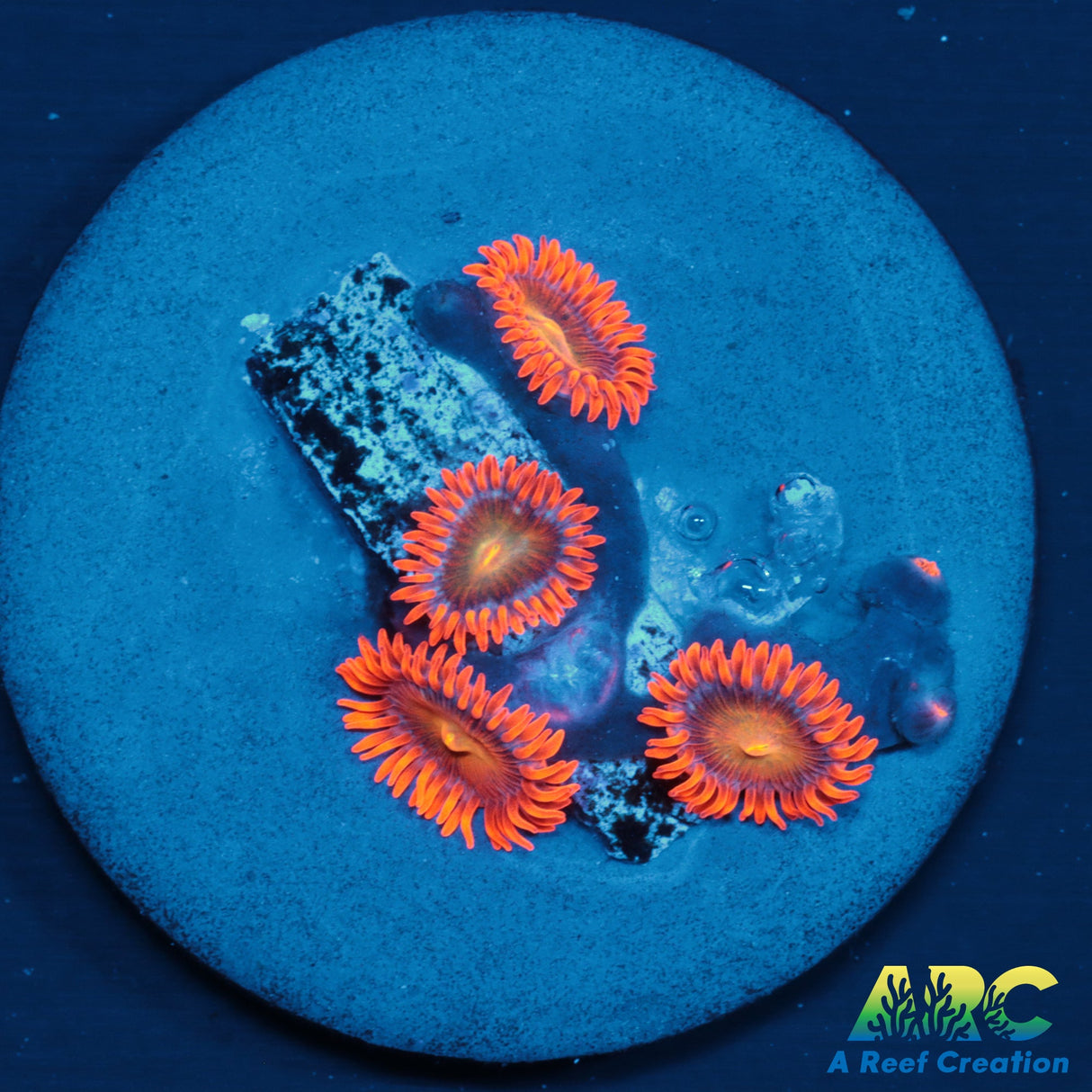 CC Mango Fusion Zoas