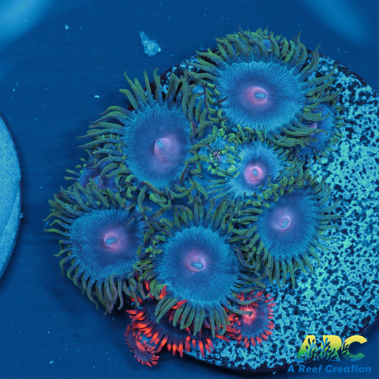 Miami Vice Zoas