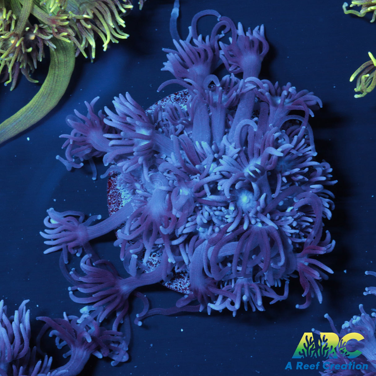 Tank Cultured Purple Goniopora