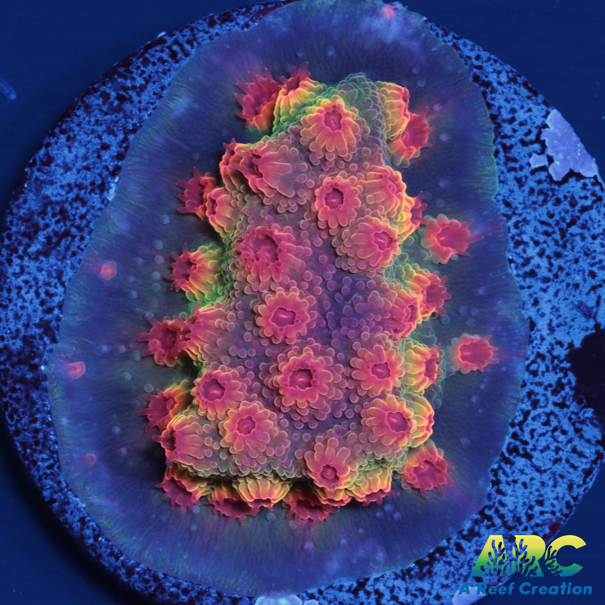 ARC Rainbow Cyphastrea