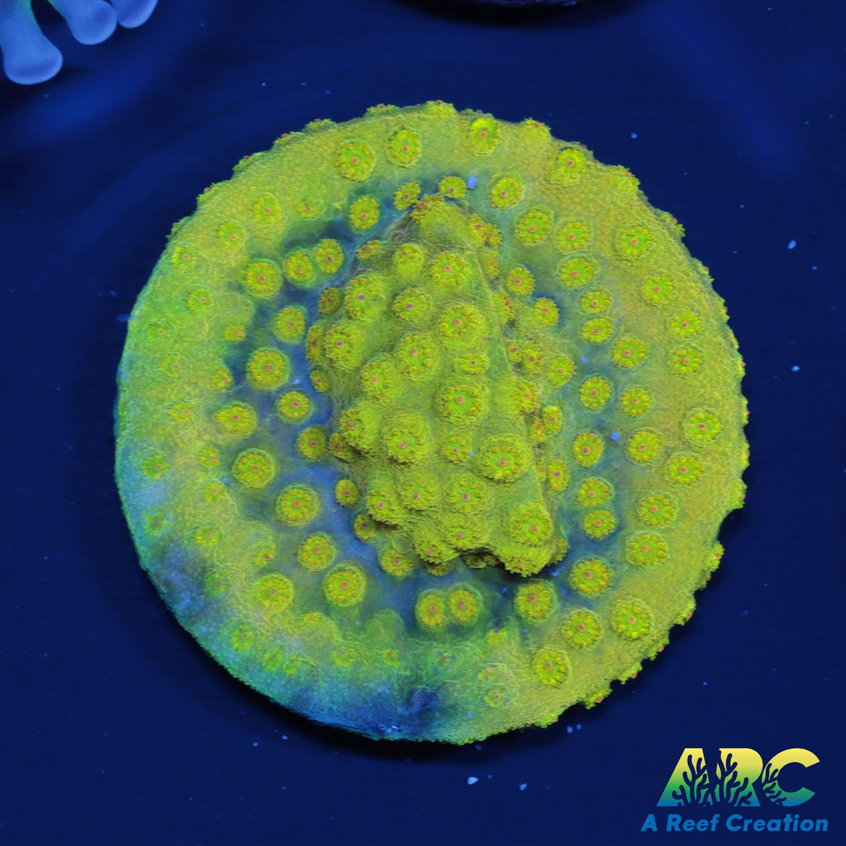 Yellow Cyphastrea