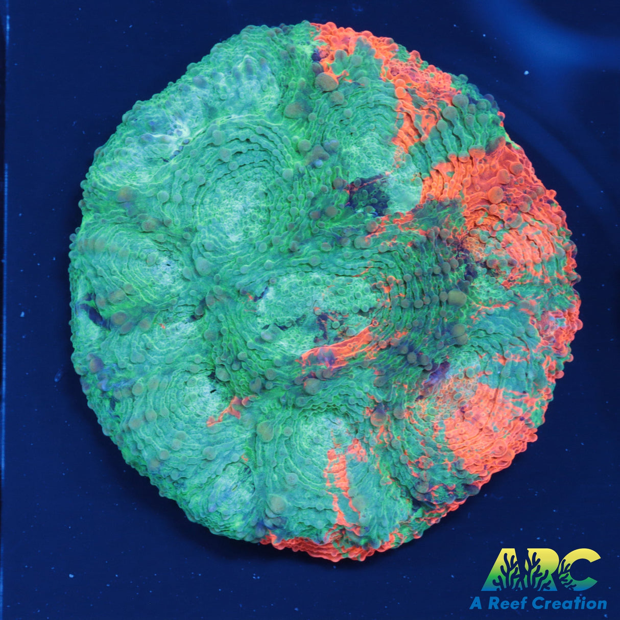 ARC Amazing Orange Acan Echinata