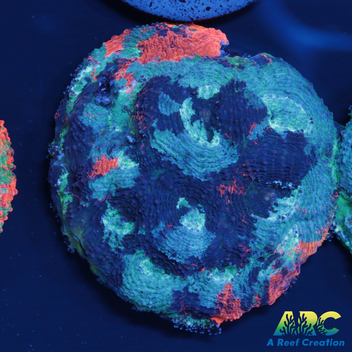 ARC Bottom Dweller Acan Echinata