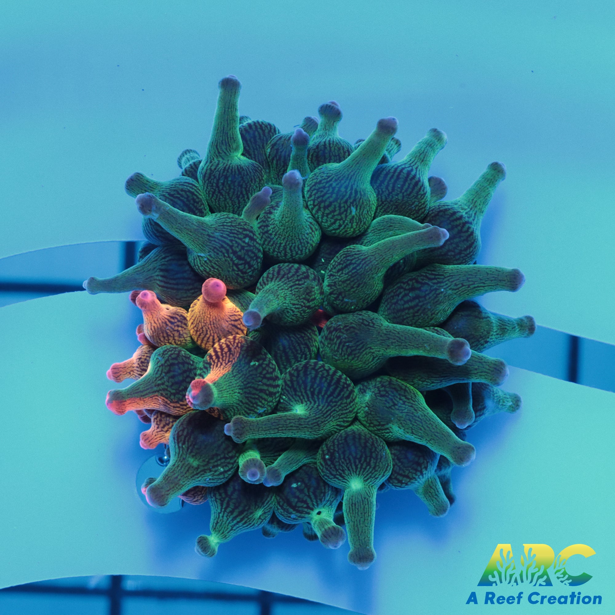 ECC Nexus Burst Anemone – A Reef Creation